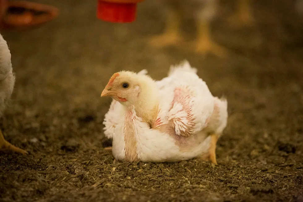 Kyllingrasen Ross 308 er avlet frem for ekstrem vekst. De fleste kyllingene du finner i butikken er av denne rasen.