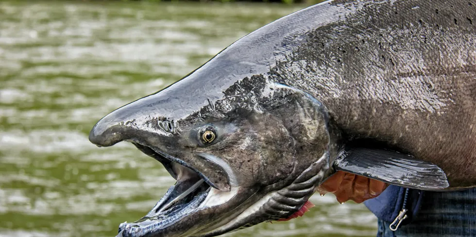 BC environmental groups have objected to the MSC re-certifying Alaska salmon fisheries for king salmon and other species.