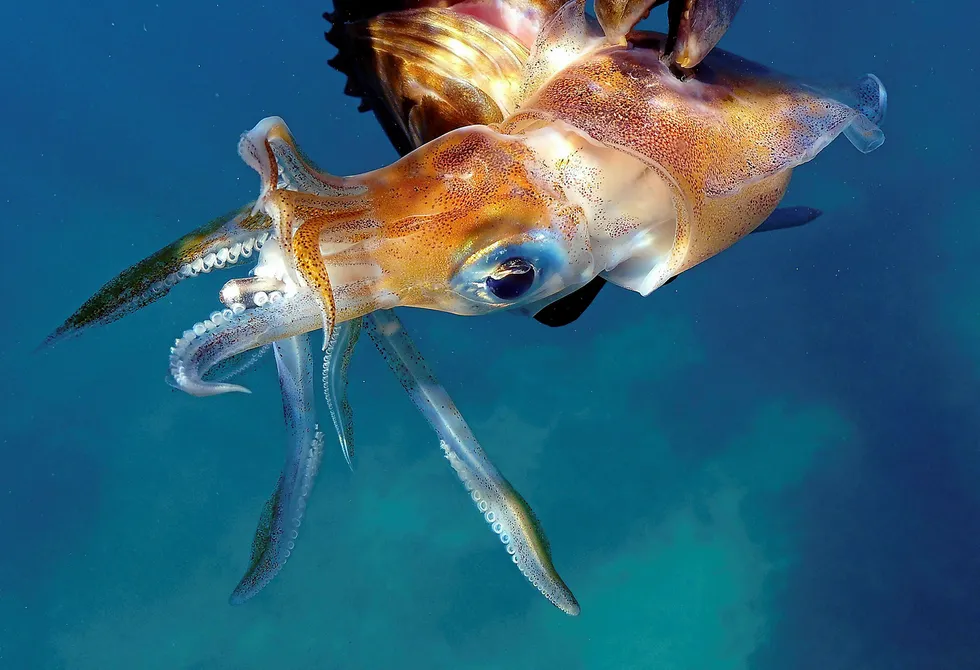Name of the game: according to Brazilian legislation, all offshore fields must be named after a form of marine life, and lula is the Portuguese word for squid.