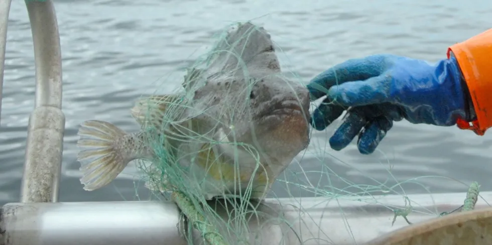 Det gjenstår å se hvor mange kystfiskere som vil prøve seg på rognkjeksfiske i 2022 etter årets nedtur.