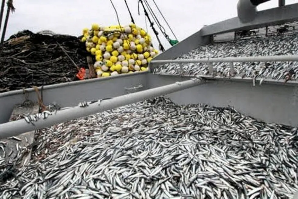 Peru is nearing the catch quota for its first anchovy fishery of 2024.