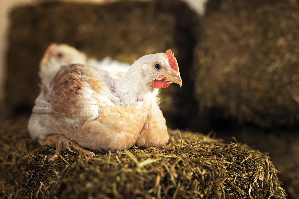 Grønn Ungdom vil avvikle kyllingindustrien.