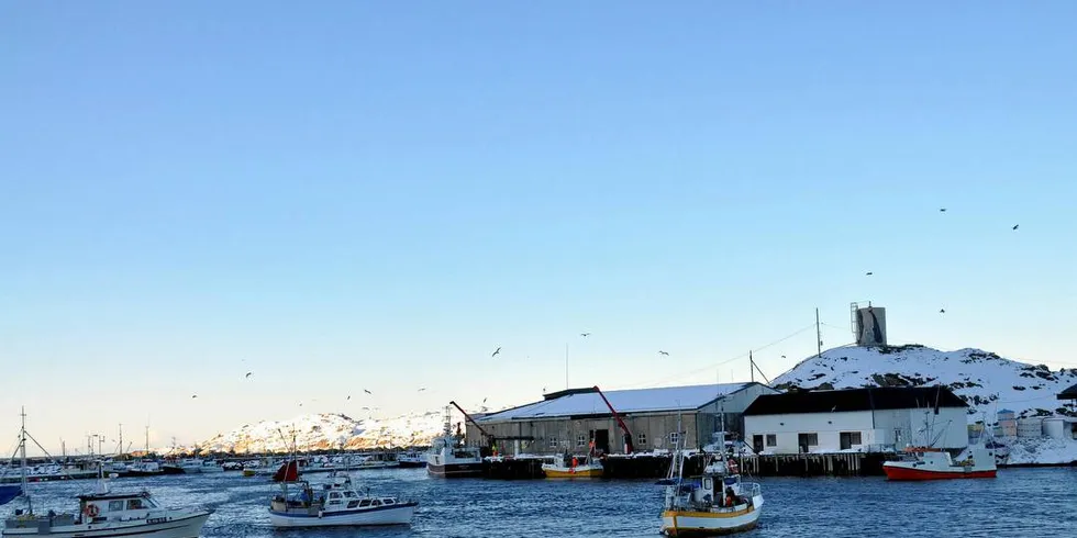 Det er trangt om plassen i havna på Stø når kystflåten kommer inn med fangstene i sesongene, ellers er det få båter som leverer til Gunnar Klo as som nå har fått lov til å eie båt sjøl. Foto: Tommy Hansen