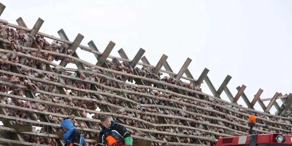 Flere steder henges fortsatt torskehau, men eksportutsiktene er mildt sagt foruroligende. Foto: Terje Jensen