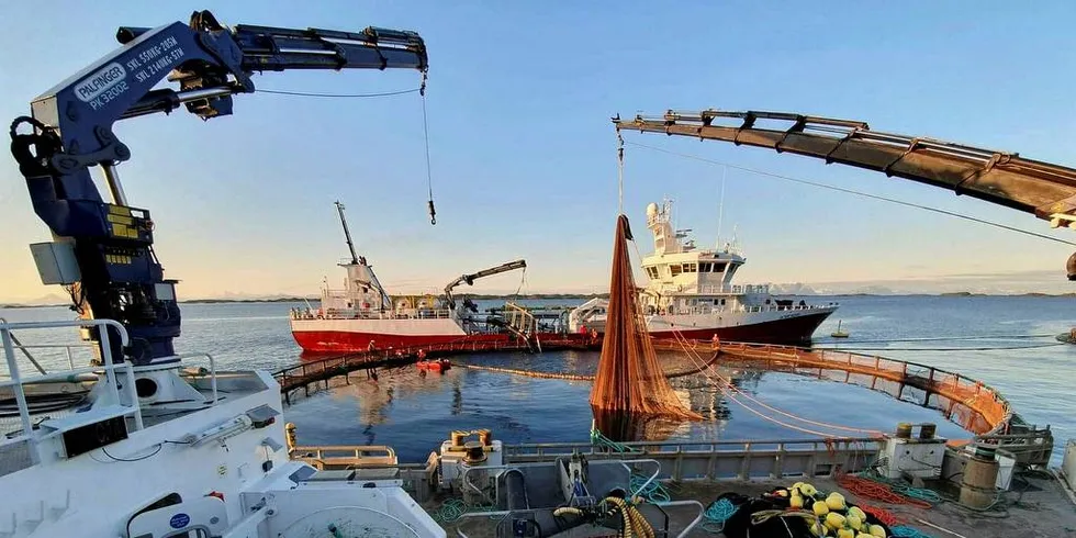 MASSEDØD: I slutten av mai døde 29.000 smolt hos Nordlaks. Her fra Nordlaks-lokaliteten Kalvhodet i Astafjorden der de evakuerte laks i forbindelse med algeangrep forrige uke.Foto: Ivar Johnsen/Nordlaks