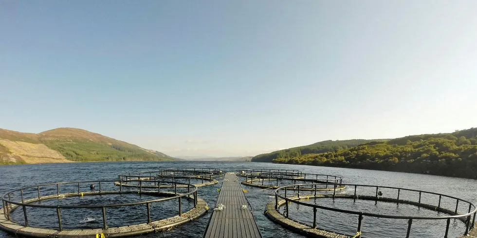 Scottish Sea Farms posts buoyant results in 2016