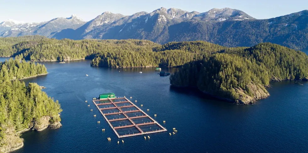 The death of thousands of herring in 2022, heavily reported by local media this week, coincided with "an unprecedented increase" of wild herring biomass near Cermaq's farms on the west coast of Vancouver Island last year.