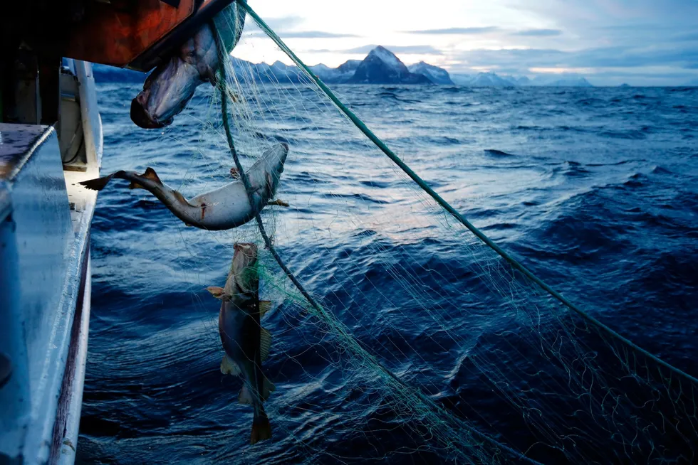 Dukker man ned i fangststatistikken til Norges Råfisklag ser man at tyngdepunktet for landinger av torsk på få år har flyttet seg fra Lofoten til Vest-Finnmark, skriver artikkelforfatteren.