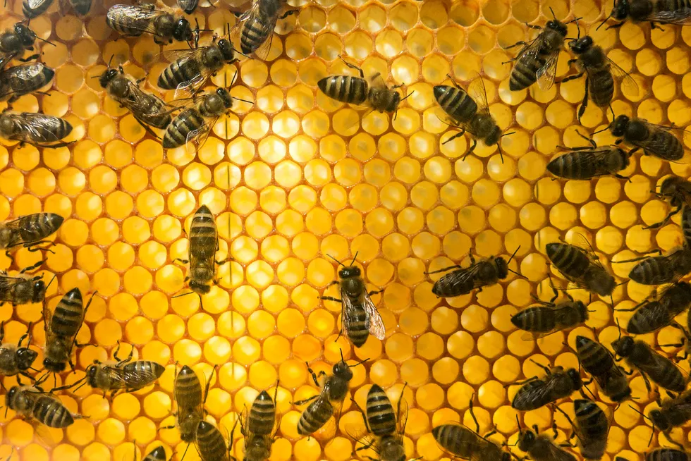 Maskiner kan læres opp til å kjenne igjen bilder av bier med den skadelige parasitten. Foto: Kleiven, Paul