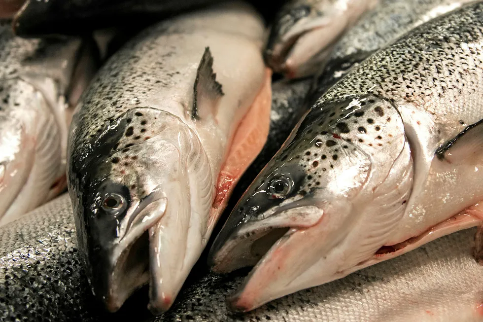 Norwegian salmon prices continue to fall.