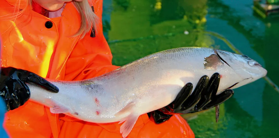 Resultatet fra den nasjonale overvåkingen av lakselusens påvirkning på vill laksefisk (NALO) i 2020 var klar 10. desember i år, og den viste at det er mye lus i vest.