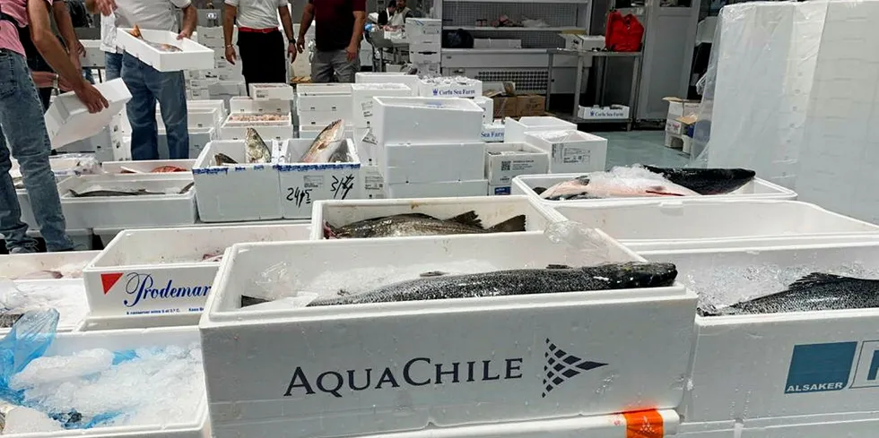 AquaChile fresh farmed salmon boxed and ready.