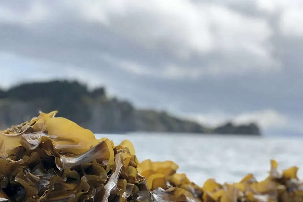 Interest in commercial kelp and seaweed production is growing in Alaska.