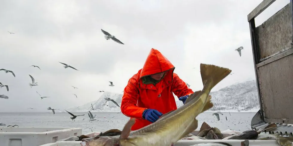 FANTASTISK SESONG: Årets skreisesong har vært fantastisk for fiskerne, men tøffere for industrien. Det er viktig at flere enn fiskerne tjener godt på fisken, skriver Fiskeribladet på lederplass.Foto: Ingun A. Mæhlum