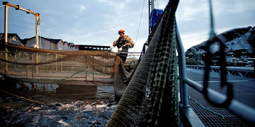 Bildet er fra lakseslakteriet til Nova Sea på øya Lovund. Nova Sea hadde en driftsmargin på 34,6 prosent i 2019.