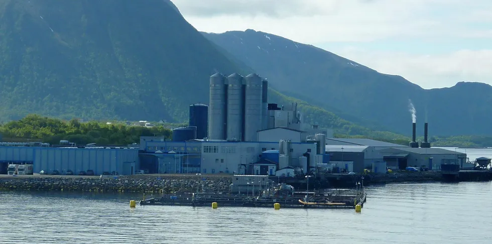 Nordlaks på Børøya med ventemerd. Selskapet har telt opp den aktuelle ventemerden etter utslakting. Opptellingen kan ikke bekrefte rømming.