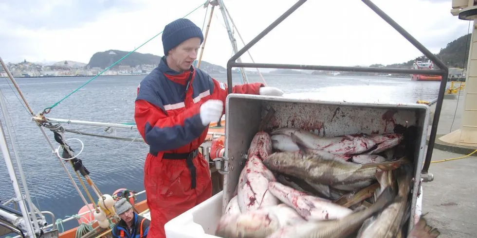 Fersk torsk. Ill.foto: Einar Lindbæk.