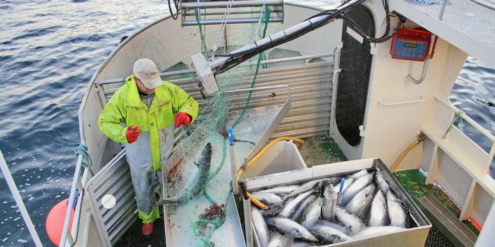 Fiskeridirektøren fikk tilslutning til at til lukket kystgruppe reguleres med maksimalkvoter med garanterte kvoter i bunn i seifisket.Foto: Per Ovesen