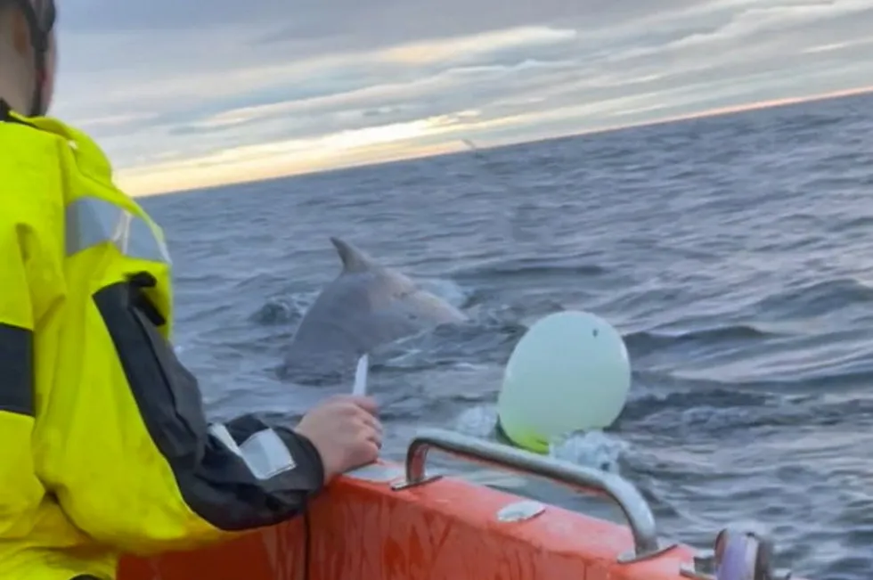 Elias Myrvoll og Emil Gundersen fra «Båragutt» fikk skåret løs en knølhval som var surret inn i ei line. Ved Sørøya i Finnmark.