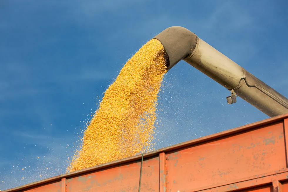 Pouring soy bean into tractor trailer. Soy is just one of the feed ingredients whose prices are rising.