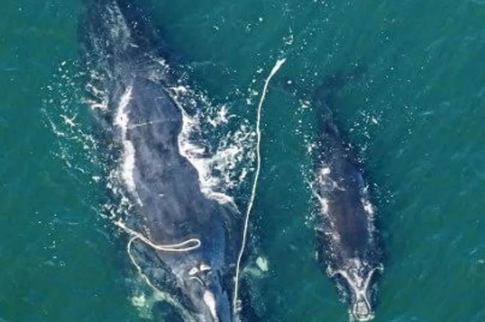 Right Whale Snow Cone was entangled in fishing gear in 2021 and is presumed still entangled. Her last known sighting in was in October 2022.