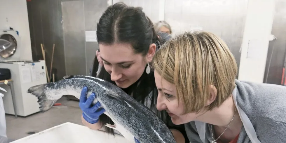 Tanja Gagic (t.v.) og Anna Parafjanowicz prøver ved hjelp av luktesansen å finne ut når denne laksen ble slaktet. Foto: Agnar Berg