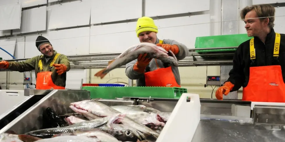 Nesten hver natt sorterer disse karene fisk til auksjonen dagen etter. Fra venstre: Nicolai Nielsen, Rene Thomsen og Peter Larsen. Alle foto: Kjersti Kvile