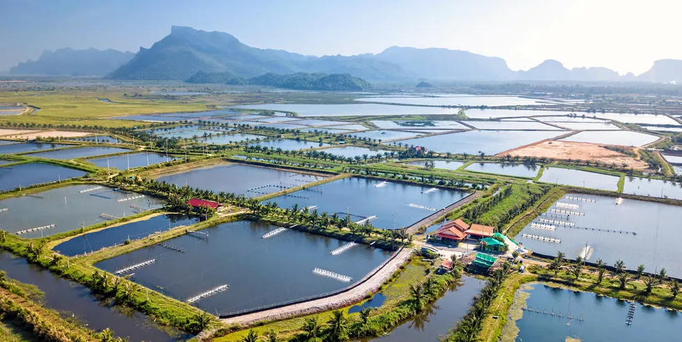 Shrimp from farms like this in Thailand remains a continued target for anti-dumping duties from the US industry.
