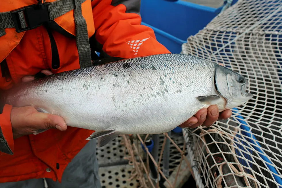 Chile's coho salmon production is headed back to levels seen in 2014.