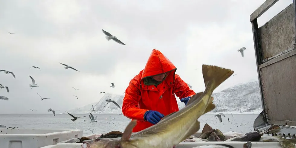 KONKURRANSE: Kampen om råstoffet vil gå fra hard til beinhard, tror Thomas Farstad i Norway Seafoods.Foto: DN