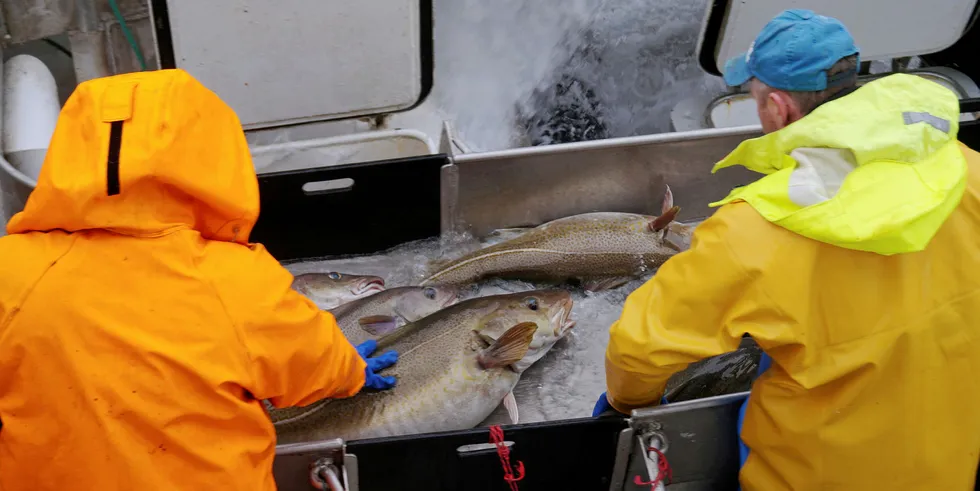 Torsk som er fisket og levert, eller levendelagret (bildet), i Lofoten på våren er i hovedsak skrei, og ikke kysttorsk. Utover sommeren og høsten endrer dette bildet seg.