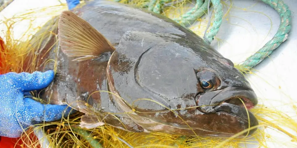 Kystfiskarlaget vil innskjerpe bifangstmulighetene av kveite i andre fiskerier.
