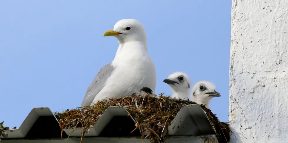 Denne krykkja har godt håp om to flygedyktige unger etter årets hekking – på et fjøstak flere hundre meter fra havet.