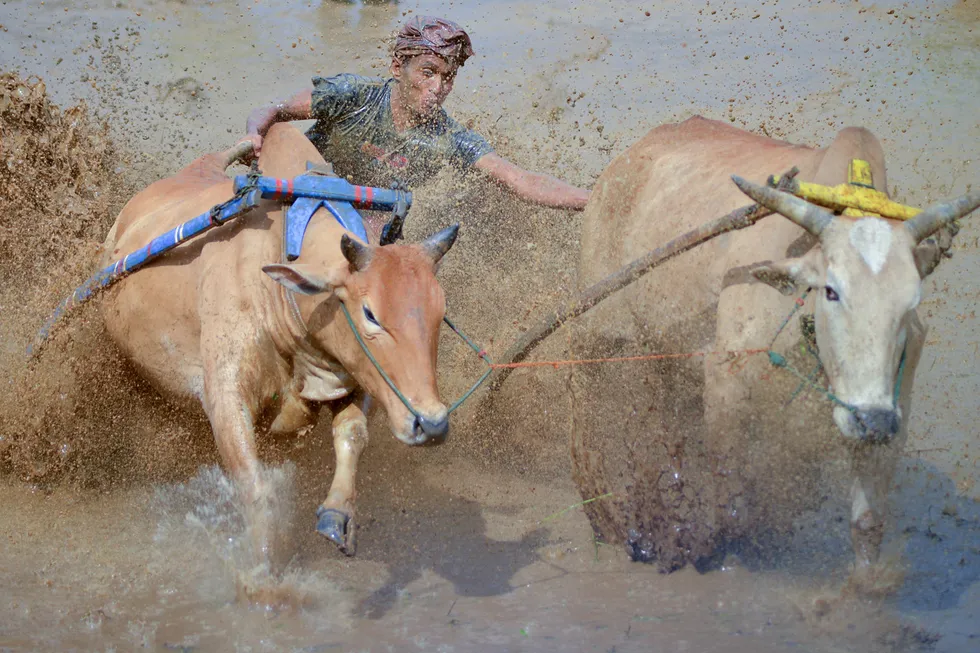 Tradition: a jockey takes part in the Pacu Jawi, a cow race in Sumatra, Indonesia