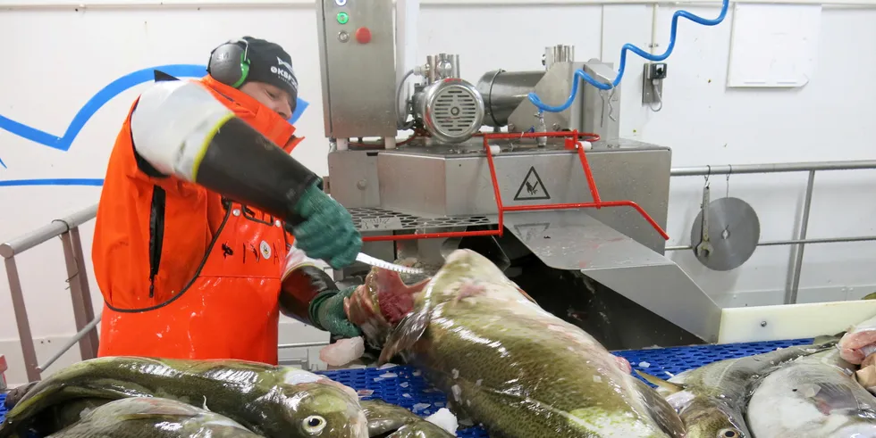 Snurrevadfanget skrei på land hos Øksfjord Fiskerindustri.