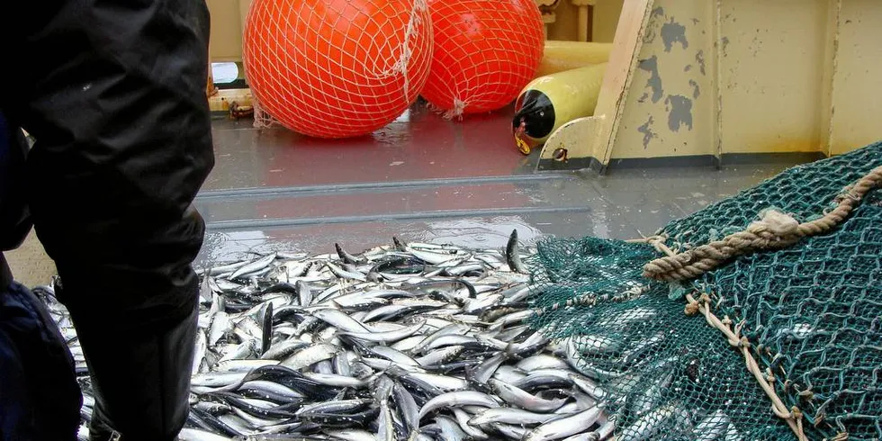 FORSKNING: Det står stort sett bra til med fiskebestandene er budskapet fra Havforskningsinstituttet. Her fra prøvetaking av NVG-sild.Arkivfoto: Havforskningsinstituttet