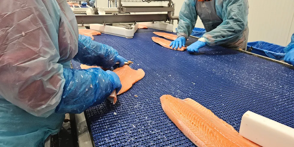 Lakseprisen setter stadig nye rekorder. Vel å merke den fisken med høy kvalitet.