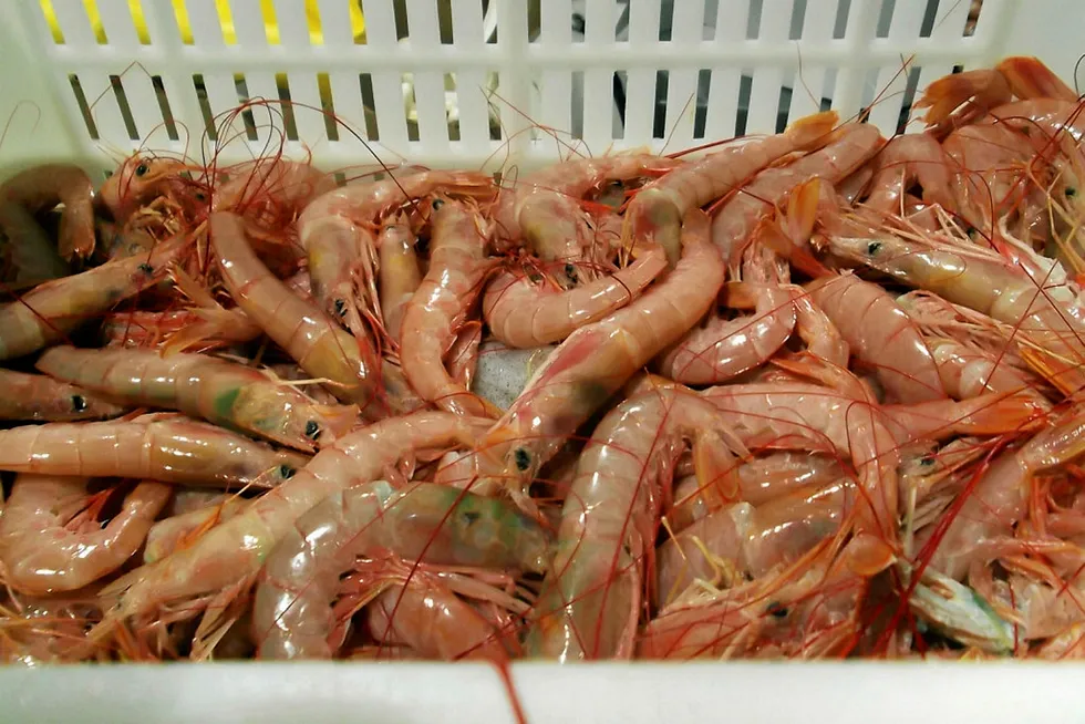 No entry for Argentinean red shrimp into Brazil, at least for the moment.