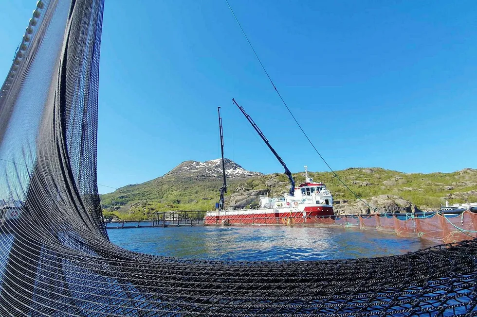 Nordlaks flyttet forrige uke nær to millioner laks vekk fra dødsalgene, etter å ha mistet 1,3 millioner laks i Troms. Nå er et av selskapets anlegg i Nordland rammet av alger.