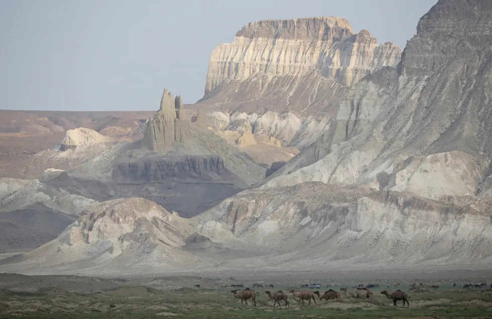 Lifeline: camels graze in the Airakty Castle Valley in Kazakhstan's Mangistau region, which hosts the TotalEnergies-operated Dunga oilfield