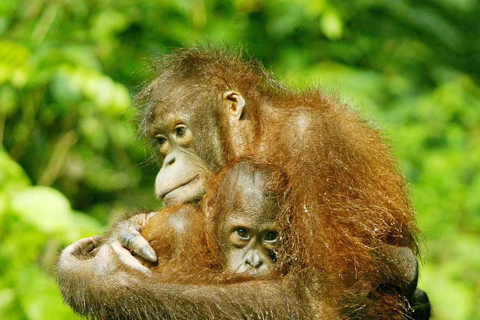 Embrace: an orangutan hold its baby at the Sepilok rehabilitation centre in Sabah, East Malaysia