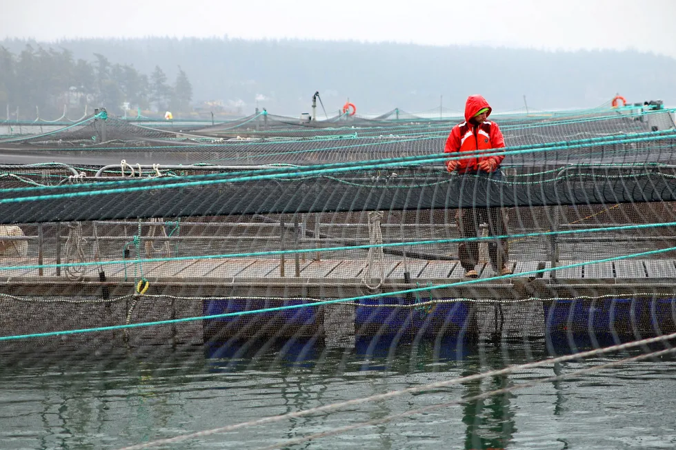 Cooke Aquaculture's Hope Island salmon farm site in Washington state has been granted until April to harvest remaining fish.