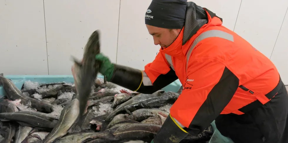 LIKER Å STÅ PÅ: Håkon Pedersen (21) jobber med fisk på Oldervik Fiskeindustri sin mottaksstasjon i Sørkjosen i Nordreisa kommune. Han foretrekker fysisk arbeid framfor å sitte på kontoret.