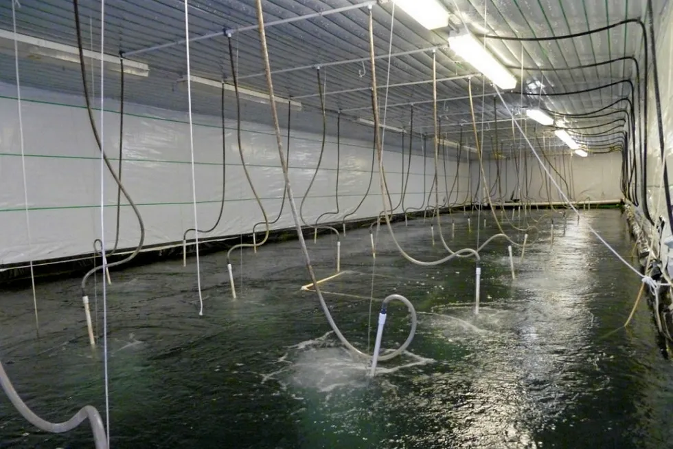 A week after its facility was quarantined for disease, NaturalShrimp's CEO abruptly steps aside.