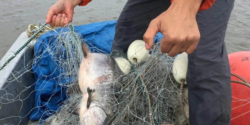 The Kuskokwim River Inter-Tribal Fish Commission is asking the US pollock industry to impose a chum salmon bycatch cap to help subsistence users.