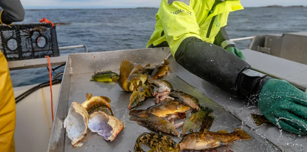 Ungdoms- og fritidsfiskere er fiskere som ofte har lite erfaring og derfor ikke er like godt kjent med regelverket, skriver Fiskeridirektoratet.