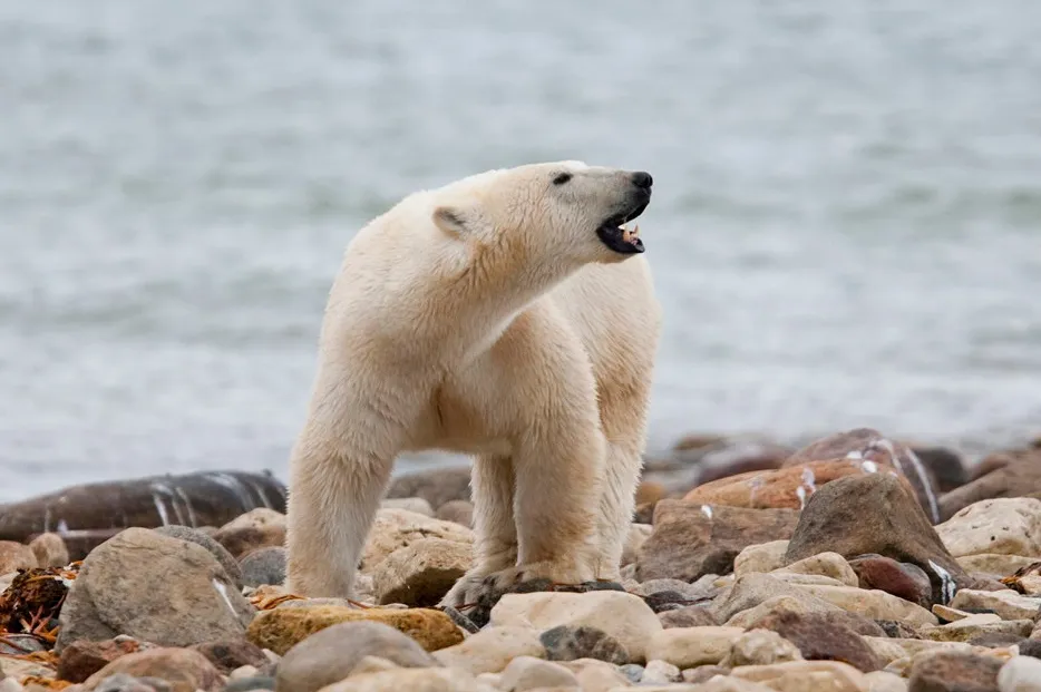 Polar bears could pose a danger to workers at Russia’s Arctic LNG 2 project.