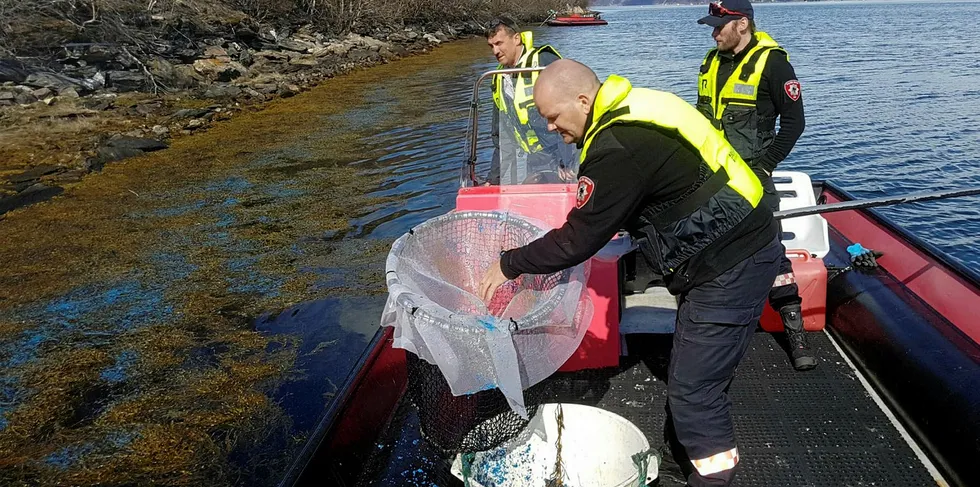 Edelfarm AS finkjemmer strandlinje i Saltdal kommune for blå voks. Daglig leder Sven Inge Skogvoll som båtfører, sammen med Bent Sollund fra Salten IUA og Bent Olsen fra Salten Brann IKS.