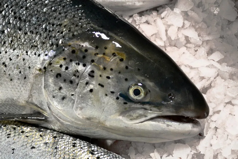 Salmon processors in the EU are demanding action against Norway's export ban on production fish.