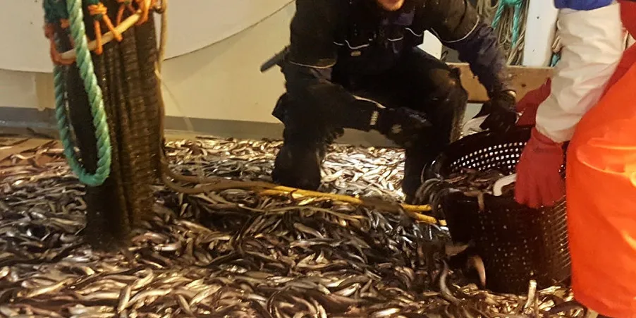 Loddefangst på Havforskningsinstituttet sitt gytetokt på lodde utenfor Finnmark. Tilhengere og motstandere av loddefiske er rykende uenige om en eventuell åpning av et loddefiske på barentshavlodde.